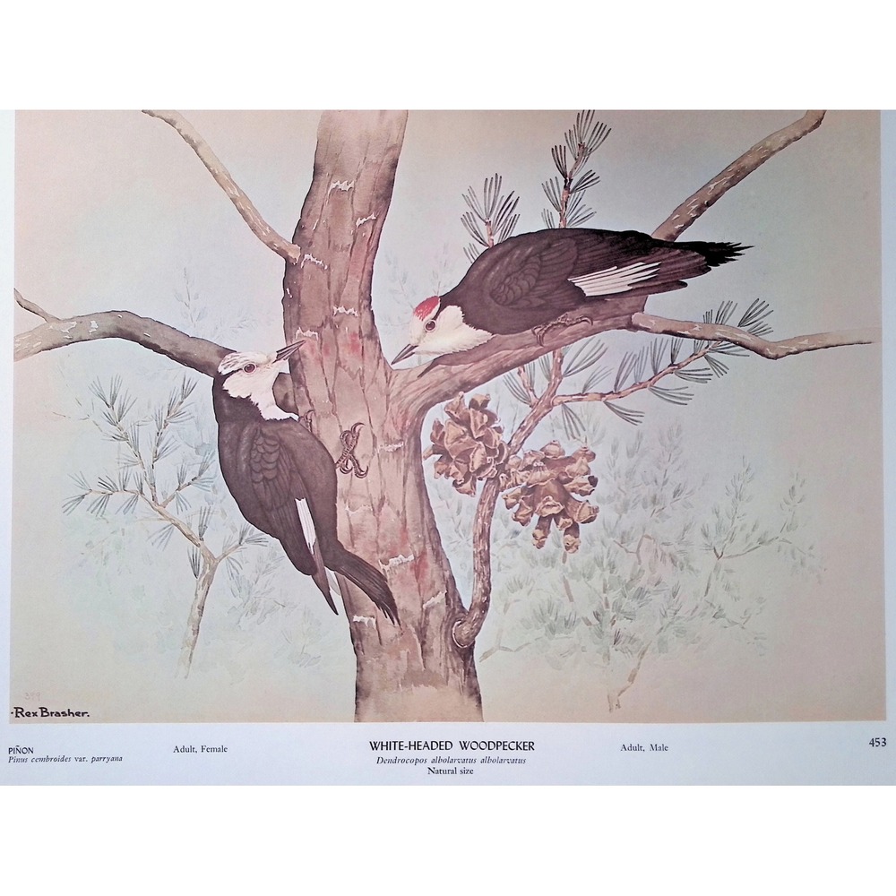 Black Backed Three Toed Woodpecker Rex Brasher Vtg Bird Print 1968 Pitch Pine